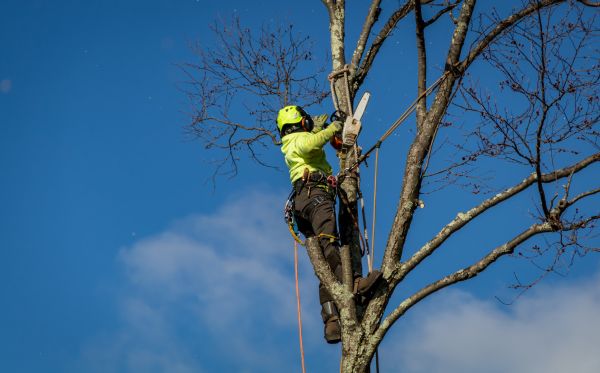 Rapid City Tree Removal